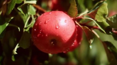 Güneşli bir günde, Bahçe 'de bir şubede, Olgun Kırmızı Elma' ya Düşen Su Damlası 'nın süper yakın çekimi. Yavaş Hareket Bokeh Görüntüsü