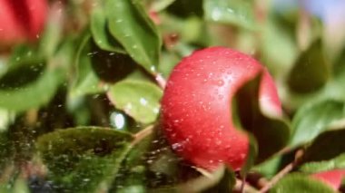 Güneşli bir günde, Bahçe 'de bir şubede Olgun Kırmızı Elma' ya damlayan Su Damlaları 'nın yakın çekimi. Yavaş Hareket Bokeh Görüntüsü