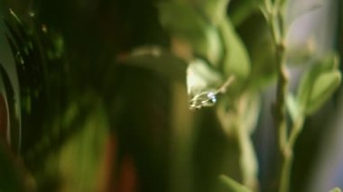 Güneşli bir günde, Yeşil Yaprak Bahçede Düşerken Süper Yakın plan Su Damlası. Slow Motion Bokeh Vuruşu. Kamera Düşüşü Takip Eder