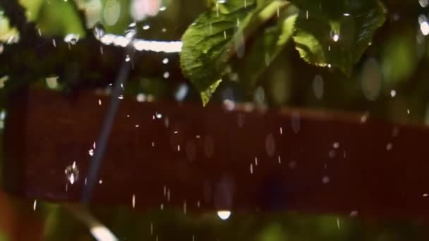 Waterdruppels Vallen Voor Groene Bladeren Tuin Zonnige Dag Helder Beschoten — Stockvideo