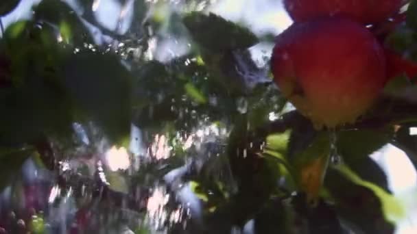 Gotas Agua Salpicando Manzanas Rojas Maduras Una Rama Jardín Día — Vídeos de Stock