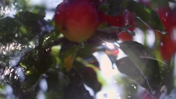 Gotas Água Salpicando Maçãs Vermelhas Maduras Ramo Jardim Dia Ensolarado — Vídeo de Stock