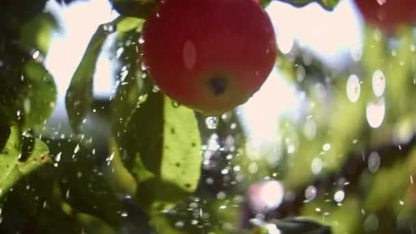 Primer Plano Gotas Agua Salpicando Manzana Roja Madura Una Sucursal — Vídeos de Stock