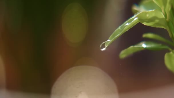 Super Detailní Záběr Kapek Vody Padající Zelený List Zahradě Jasný — Stock video