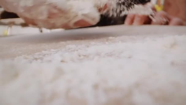 Close Handheld Slow Motion Tracking Shot Man Scattering Flour Pizza — Vídeo de stock