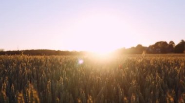 Güneşin Parlak Parıltısına Karşı Gün Batımının Yumuşak Işıkları 'nda Altın Buğday Tarlası' nın güzel manzarası. Sinematik çekim. Kamera Yavaşça Sola Taşımacılık