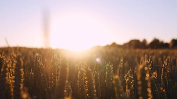 Schöne Landschaft Des Goldenen Weizenfeldes Sanften Licht Des Sonnenuntergangs Vor — Stockvideo