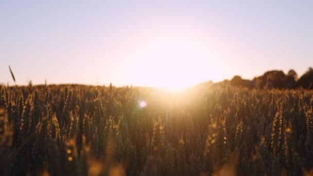 Prachtig Landschap Van Gouden Tarweveld Zacht Licht Van Zonsondergang Tegen — Stockvideo