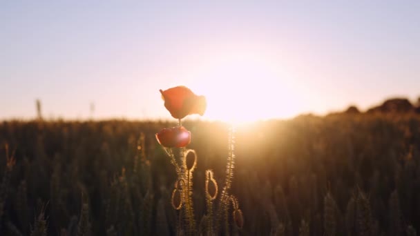 在金色麦田的风中 在夕阳西下柔和的阳光下 飘扬着孤零零的罂粟花 电影慢动作镜头 — 图库视频影像