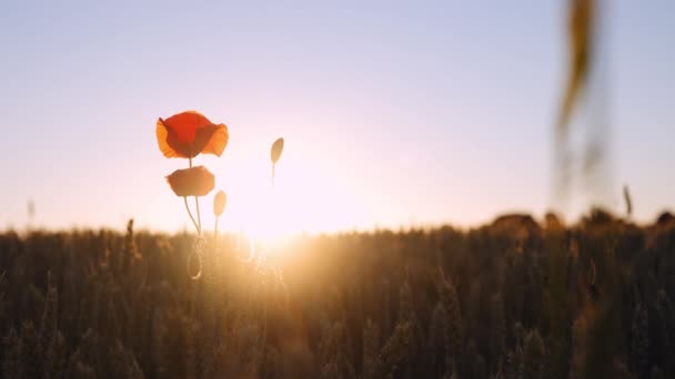 Lonely Poppy Flower Swaying Wind Golden Wheat Field Soft Lights — Stock video