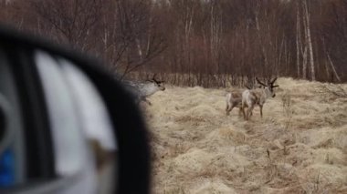 Ren Geyiklerinin Arabasından, Rangifer Tarandus, İzlanda Ormanında Yürüyen