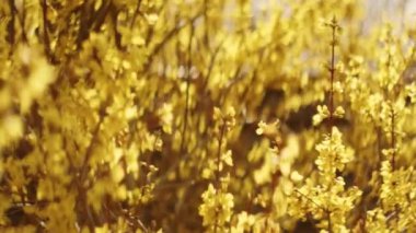 Güzel Yaz Bahçesinde Rüzgarda Sallanan Bir Çok Küçük Sarı Çiçekli Çiçek ile Çiçekli Forsythia Ağaç Dalları 'nın yakın çekimi. Sığ Odaklı Bokeh Çekimi