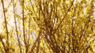 Güzel Yaz Bahçesinde Rüzgarda Sallanan Bir Çok Küçük Sarı Çiçekli Çiçek ile Çiçekli Forsythia Ağaç Dalları 'nın yakın çekimi. Sığ Odaklı Bokeh Vuruşu