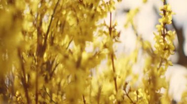 Güzel Yaz Bahçesinde Rüzgarda Sallanan Bir Çok Küçük Sarı Çiçekli Çiçek ile Çiçekli Forsythia Ağaç Dalları 'nın yakın çekimi. Sığ Odaklı Bokeh Çekimi