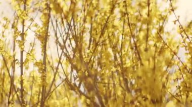Güzel Yaz Bahçesinde Rüzgarda Sallanan Bir Çok Küçük Sarı Çiçekle Çiçek Açan Forsythia Ağacı Dalları. El bilgisayarı Sığ Odaklı Bokeh Vuruşu