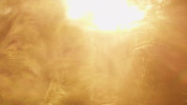 Güneşe Karşı Bahçedeki Birçok Sarı Bitki 'nin yakın çekimi. Doğadaki güzellik. Odaklanmamış El bilgisayarı Çekimi