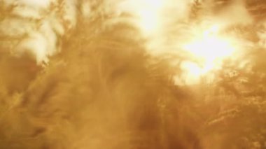 Güneşe Karşı Bahçedeki Birçok Sarı Bitki 'nin yakın çekimi. Doğadaki güzellik. Odaklanmamış El bilgisayarı Çekimi