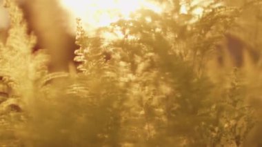 Güneşe Karşı Bahçedeki Birçok Sarı Bitki 'nin yakın çekimi. Doğadaki güzellik. Odaklanmamış El bilgisayarı Çekimi