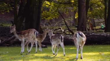 Küçük bir grup benekli genç geyik güneşli bir günde büyük yeşil çimlerde otluyor. Kamera Geyikleri İzler