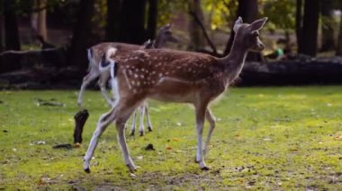 Genç Benekli Geyikler Parlak Güneşli bir günde Büyük Yeşil Çimlerde Yürüyorlar. Kamera Geyikleri İzler