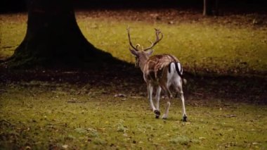 Ormandaki Yeşil Çimlerde Büyük Benekli Geyik Yürüyüşü. Kamera Geyiği İzler