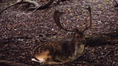Büyük Benekli Geyik Ormandaki Kuru Yapraklar Üzerinde Yerde Yerde Yatıyor. Sabit Çekim