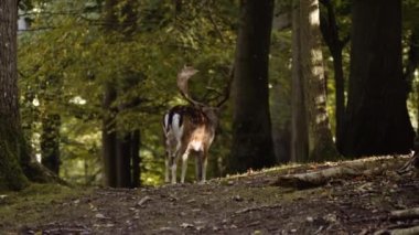 Ormandaki Yeşil Çimlerde Büyük Benekli Geyik Yürüyüşü. Kamera Geyiği Takip Ediyor. Yavaş Hareket Görüntüsü