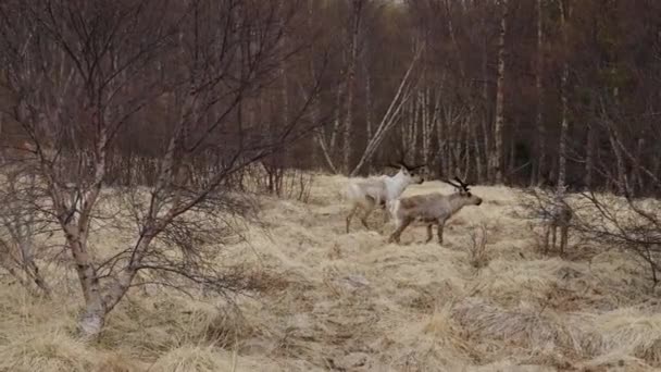 Wide Slow Motion Dolly Shot Reindeer Rangifer Tarandus Walking Forest — Video Stock