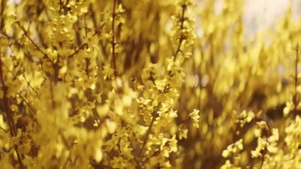 Zbliżenie Kwitnących Gałęzi Forsytii Wieloma Małymi Żółtymi Kwiatami Kołyszącymi Się — Wideo stockowe
