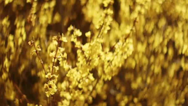 Detailní Záběr Kvetoucí Forsythia Větve Stromů Mnoha Malých Žlutých Květin — Stock video