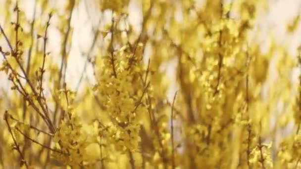 Närbild Blommande Forsythia Trädgrenar Med Nga Små Gula Blommor Svajande — Stockvideo