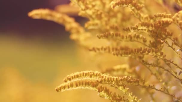 Крупный План Растений Многими Маленькими Желтыми Цветами Цветущими Саду Шот — стоковое видео