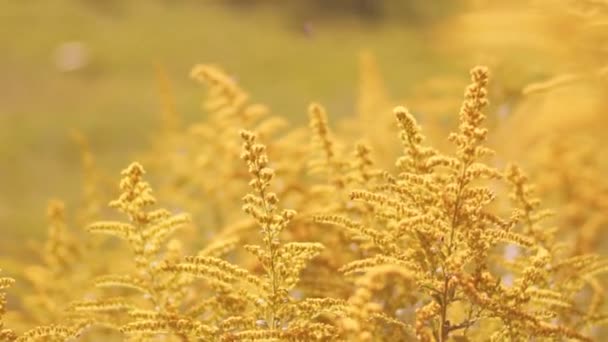 Close Many Yellow Plants Garden Beauty Nature Handheld Bokeh Shot — Stock Video