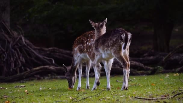 Twee Jonge Gevlekte Herten Grazen Het Grote Groene Gazon Een — Stockvideo