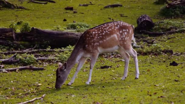 Young Spotted Deer Grazing Gramado Verde Grande Dia Ensolarado Brilhante — Vídeo de Stock