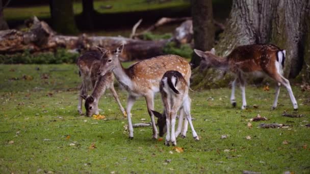 Kleine Groep Jonge Gevlekte Herten Grazen Het Grote Groene Gazon — Stockvideo