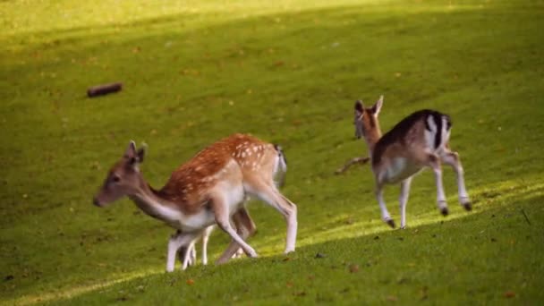 在一个阳光灿烂的日子里 一小队年轻的斑点鹿在大草坪上奔跑 摄影机跟随动物 — 图库视频影像
