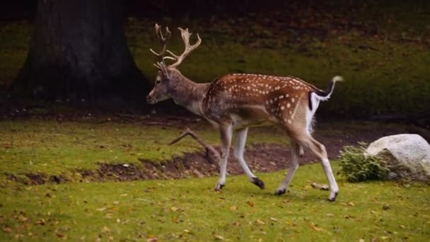 Big Spotted Deer Walking Green Lawn Bright Sunny Day Camera — Stock Video