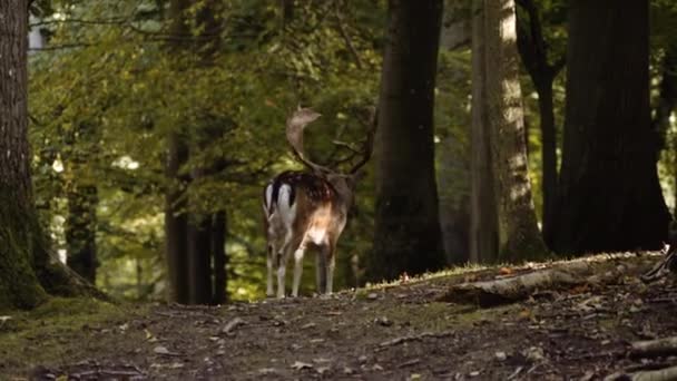 Stora Fläckiga Rådjur Vandrar Längs Den Gröna Gräsmattan Skogen Kameran — Stockvideo
