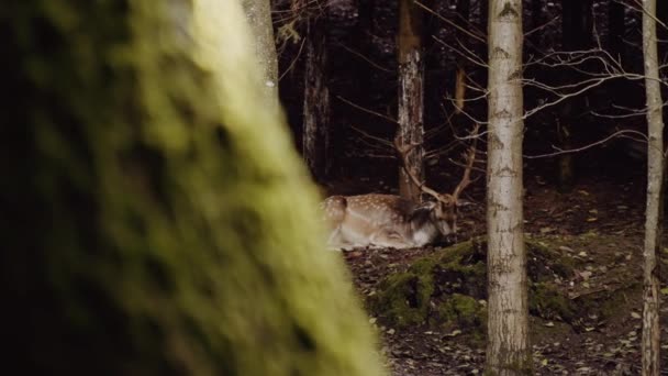 Великий Плямистий Олень Лежить Землі Сухих Листках Між Деревами Лісі — стокове відео