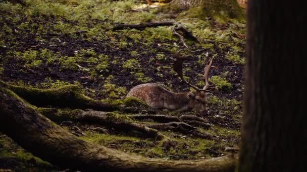 Gran Ciervo Manchado Yaciendo Suelo Entre Raíces Árboles Bosque Disparo — Vídeos de Stock