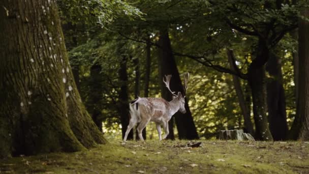 森の中の緑の芝生に沿って歩く大きな斑点のある鹿 カメラは鹿を追いかける スローモーションショット — ストック動画