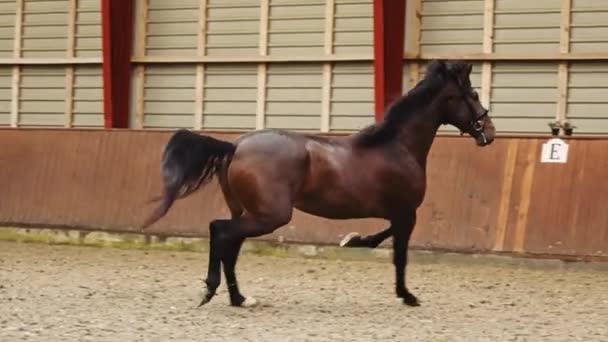 屋内アリーナに沿って速く舞う美しい茶色の馬 スローモーションショット 馬に続くカメラ — ストック動画