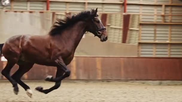 Vacker Brun Häst Galloping Snabb Längs Inomhus Arena Slow Motion — Stockvideo