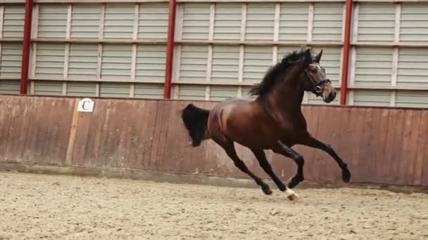 Schöne Braune Pferde Galoppieren Schnell Entlang Der Indoor Arena Zeitlupenschuss — Stockvideo