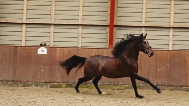 Krásný Hnědý Kůň Cválající Rychle Vnitřní Aréně Slow Motion Shot — Stock video