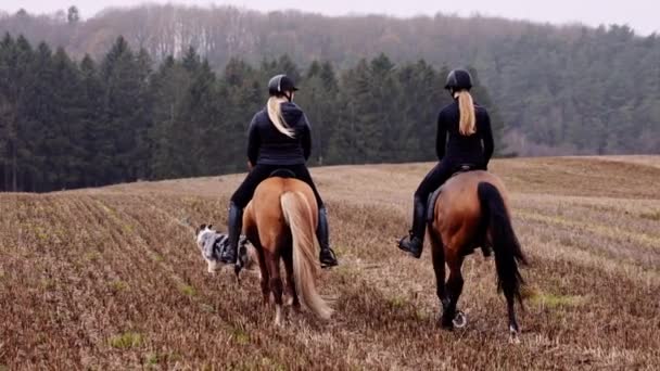 Pohled Zezadu Dvě Jezdecké Dámy Koních Podél Podzimního Pole Pes — Stock video