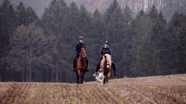 Dwie Panie Jeździeckie Koniach Wzdłuż Jesiennego Pola Pies Biegnie Przed — Wideo stockowe