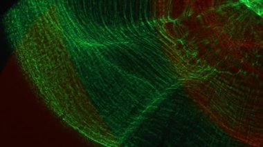 Kırmızı, Yeşil, Strobe, Işıklar, Parlak, Aydınlatılmış