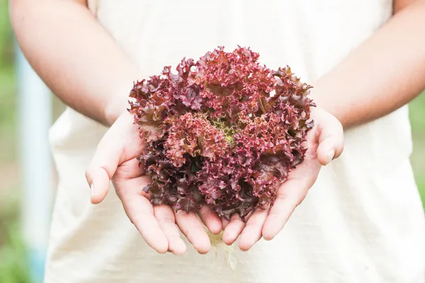 Hands holdings a fresh Purple lettuce — Stock Photo, Image